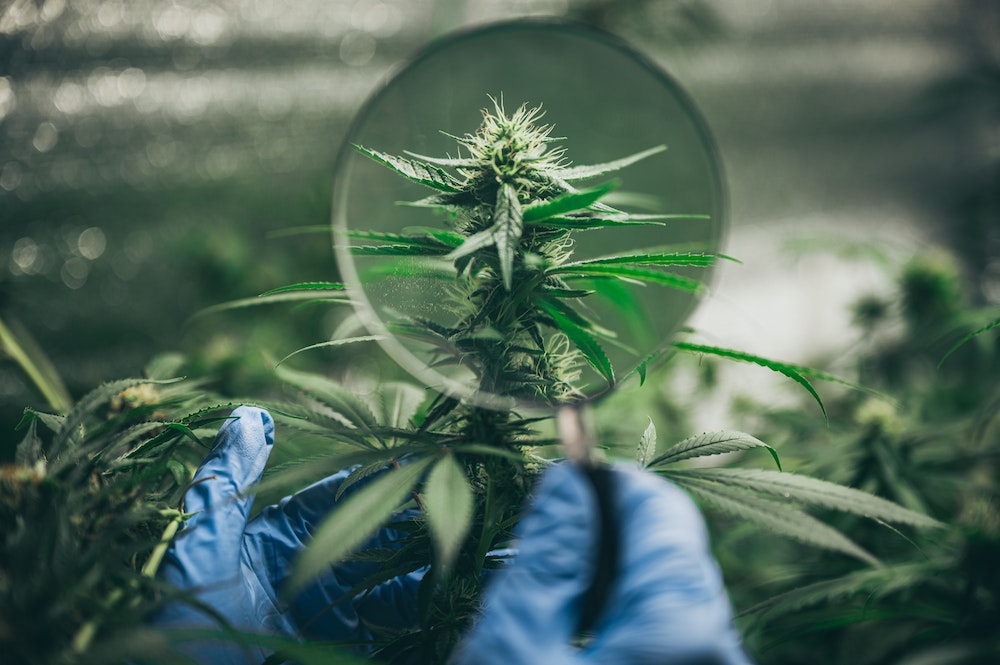 Développer un programme de fidélité pour les clients de produits CBD
