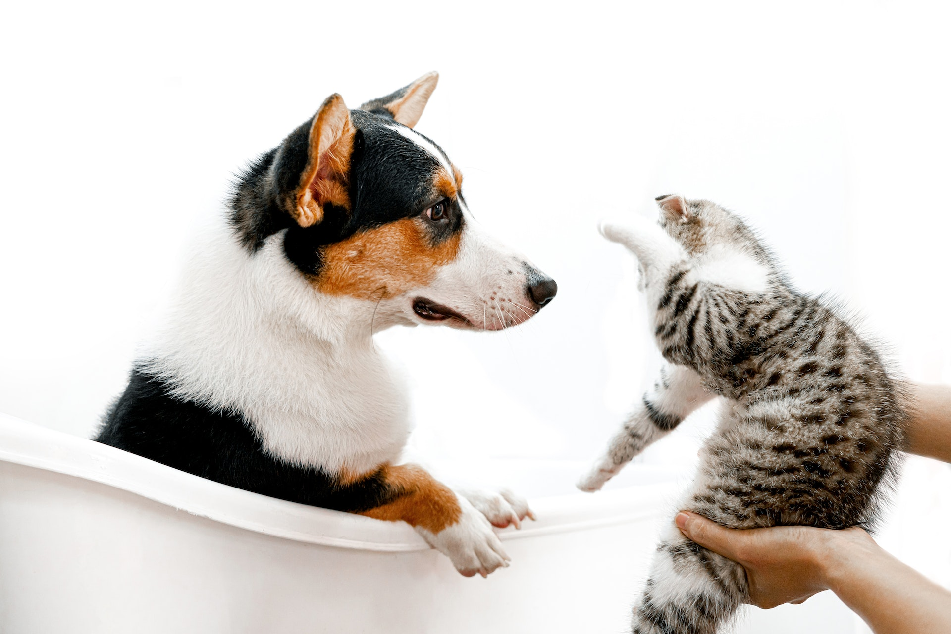 Assurance pour animaux de compagnie : des options adaptées à votre budget